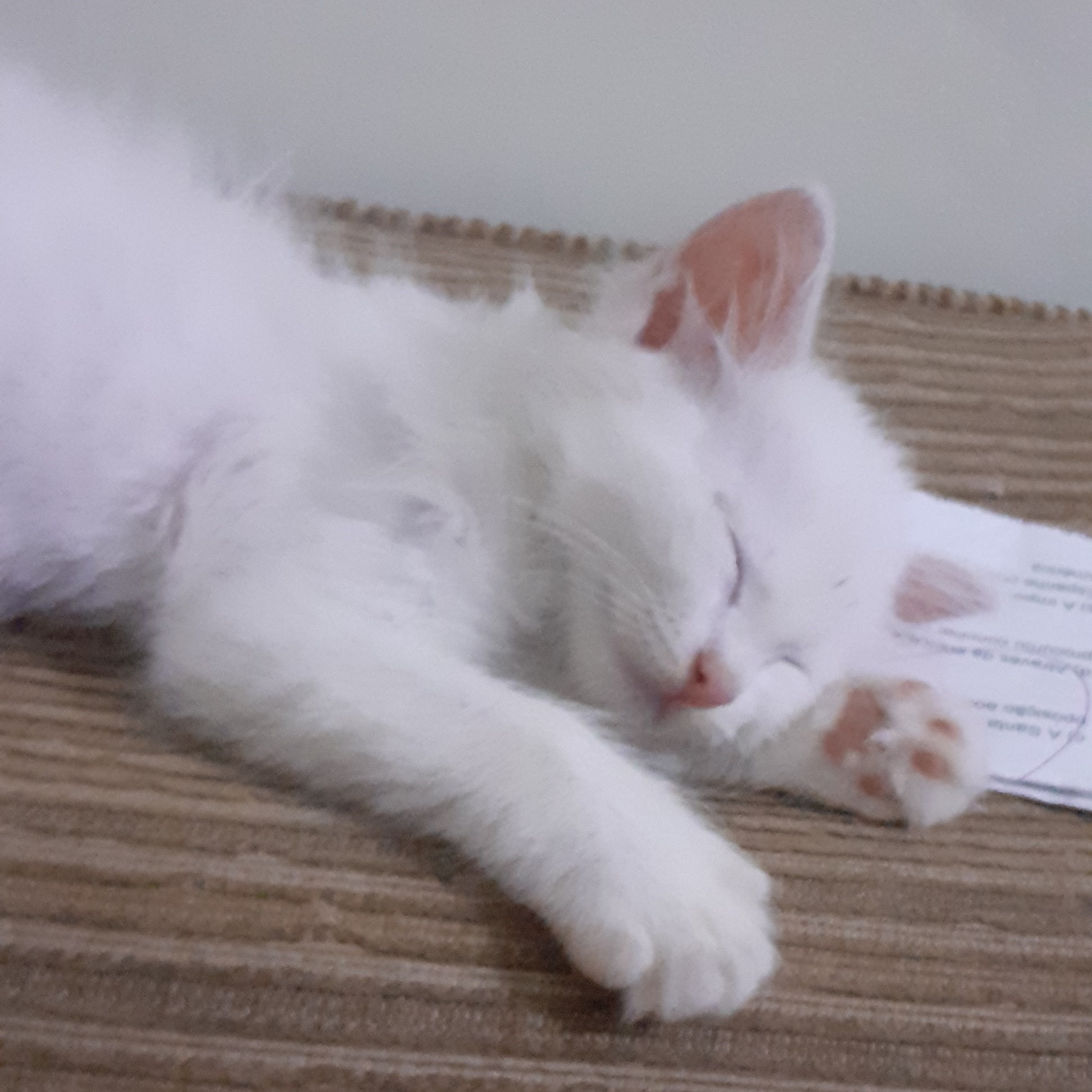 a cute sleeping cat